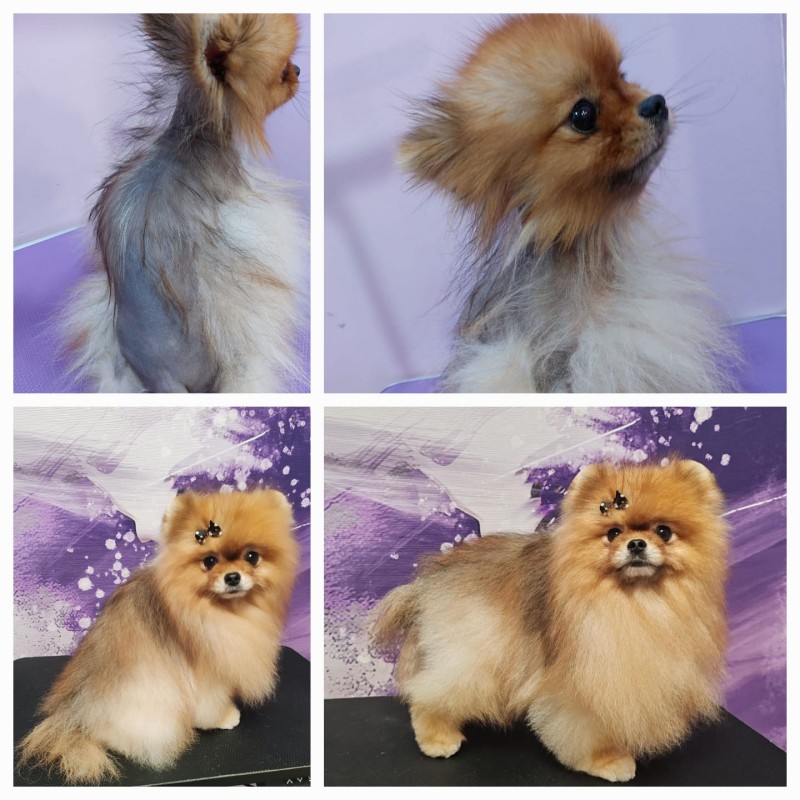 Strokovni seminar: Dermokozmetologija - znanost o koži, dlaki ter kožnih težavah malih živali 22.02.2026